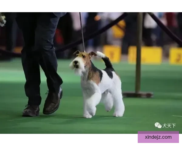 卡斯蒂洛对决科拉莱斯巅峰之战谁能主宰赛场走势焦点博弈引爆全场期待